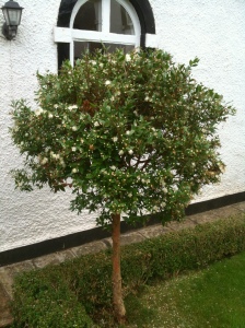 Myrtle tree